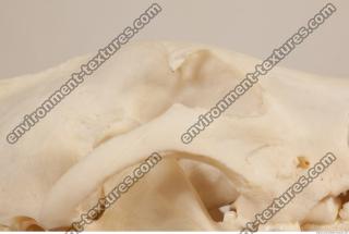 photo reference of skull 0007